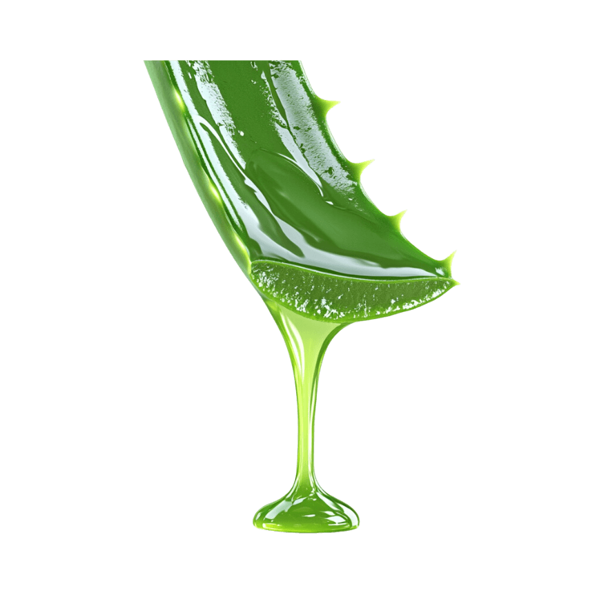 Gel d’Aloe Vera dégoulinant d’une feuille fraîche – capture d’une feuille d’Aloe Vera libérant son gel translucide, illustrant les propriétés hydratantes et apaisantes du soin naturel.
