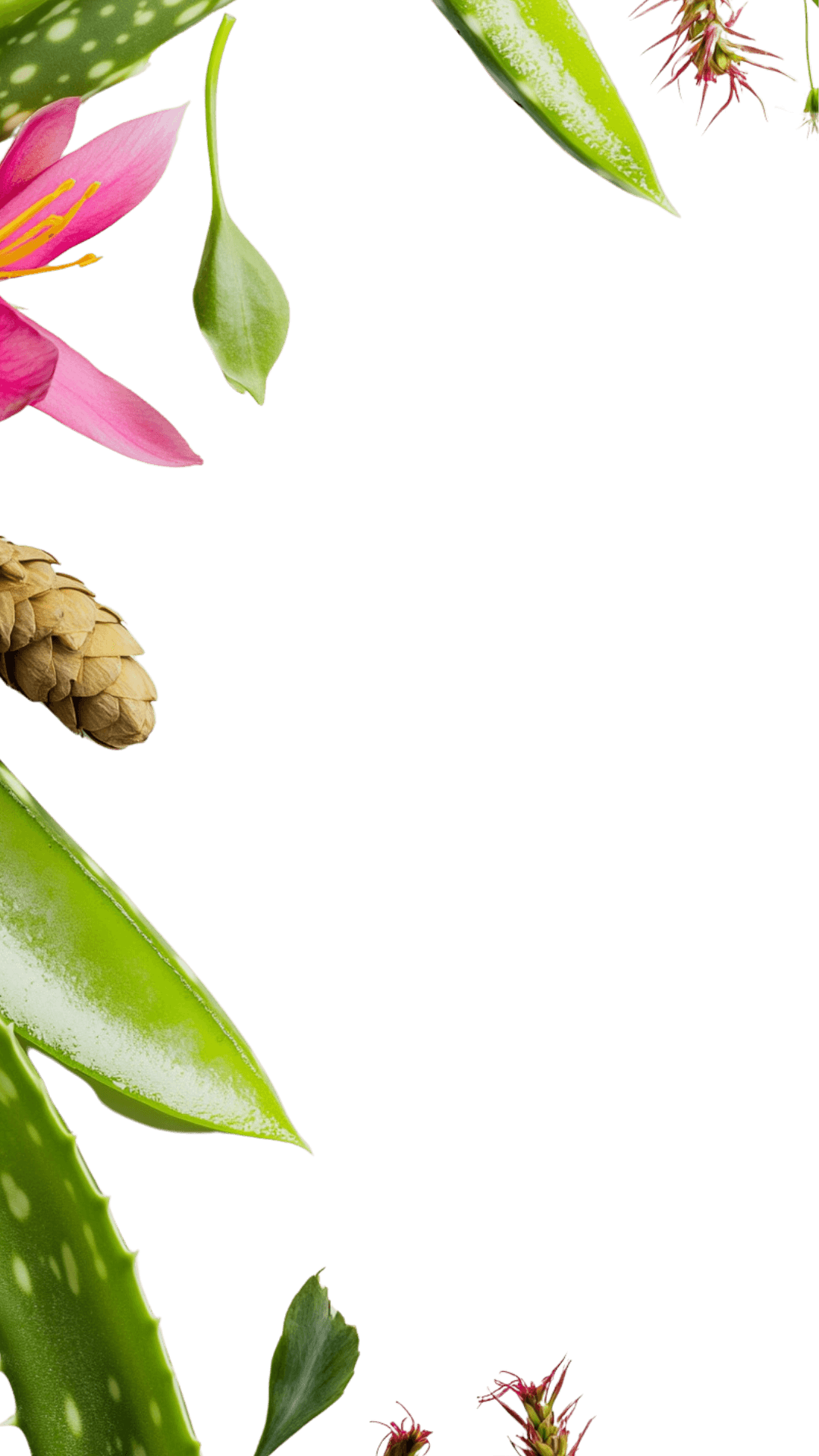Composition naturelle d'ingrédients : feuilles d'aloe vera, fleurs de safran et autres plantes aux bienfaits relaxants.