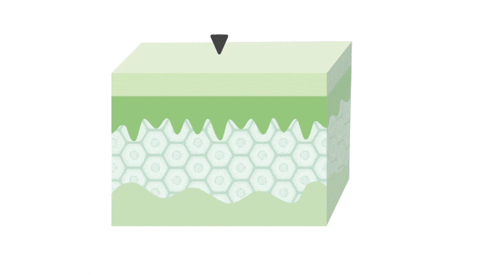 Pénétration de l’aloe vera fermenté dans la peau comparée à l’aloe vera classique.